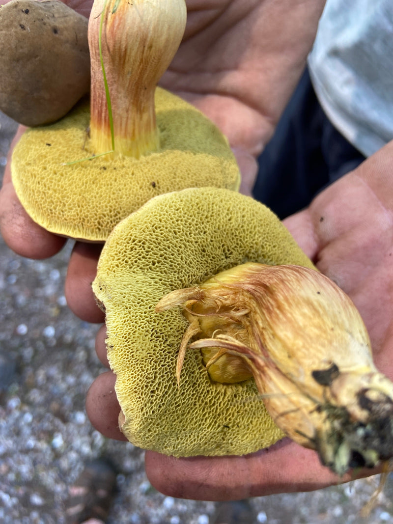 Cèpes à pieds rouges — Bild 1
