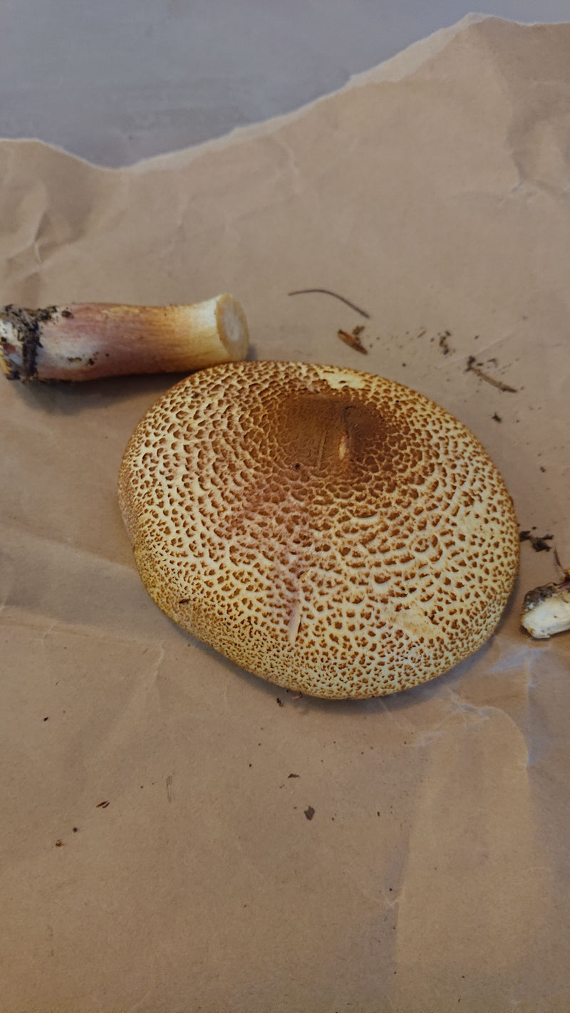 On observe le chapeau et le pied détaché d'un bolet à chair jaune posés sur du papier kraft brun.