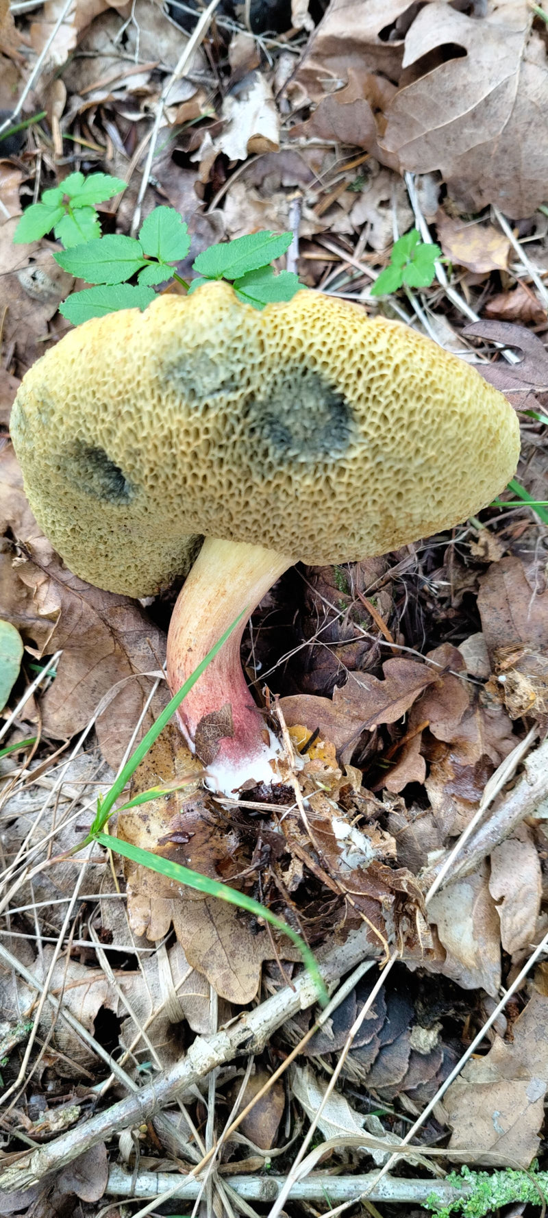 Un bolet à chair jaune pousse sur un sol forestier couvert de feuilles mortes. Les pores jaunâtres et le pied rougeâtre sont bien visibles.