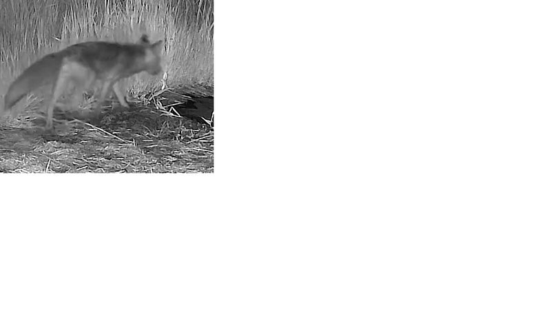 Renard roux — Bild 1