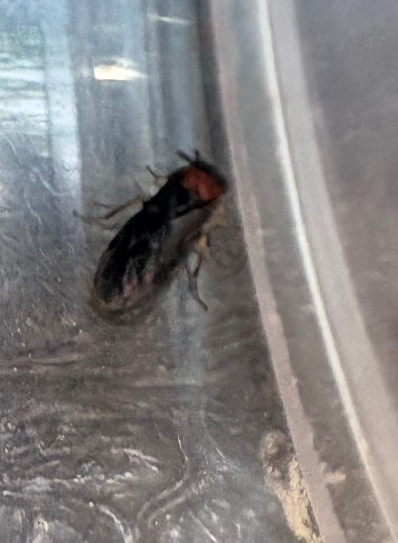 Coléoptère du cactus à cou rouge — Bild 1