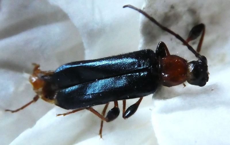 Longicorne à cou rouge — Bild 1