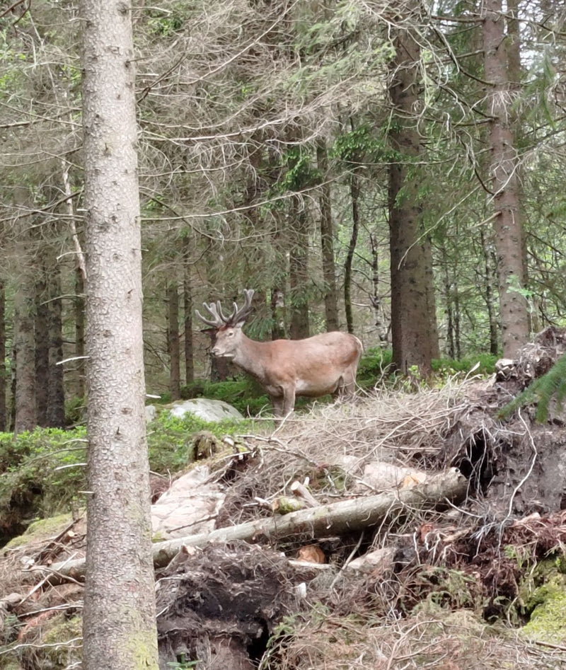 Cerf élaphe — Bild 1