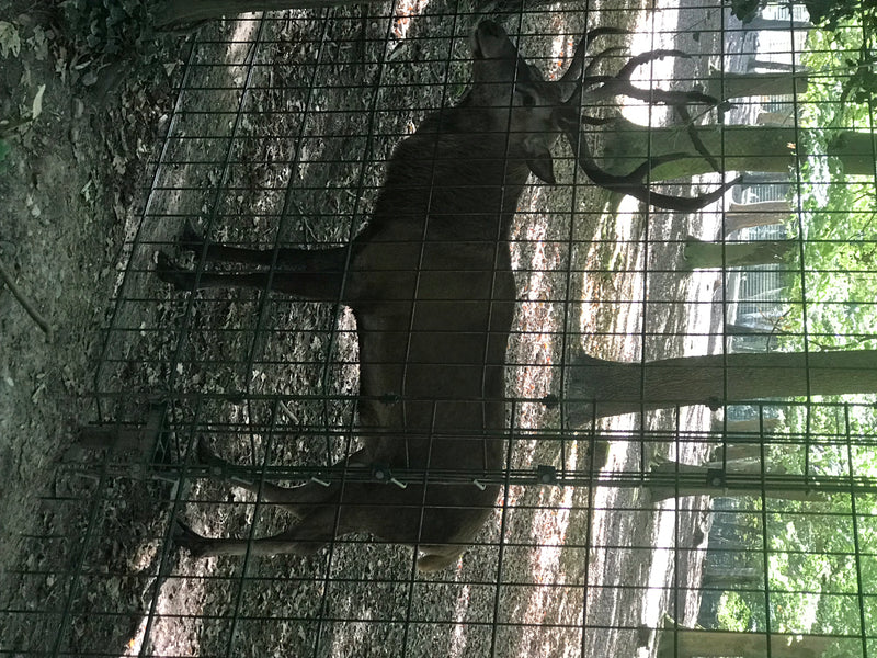 Cerf élaphe — photo 5 sur 7