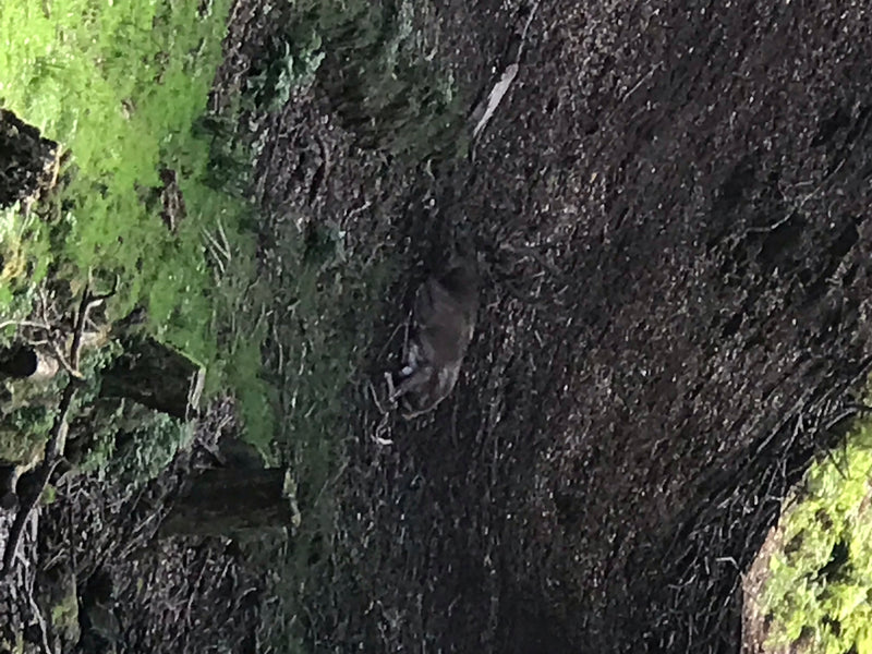 Cerf élaphe — photo 4 sur 7