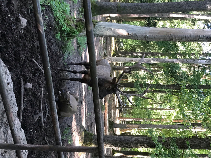 Cerf élaphe — photo 3 sur 7
