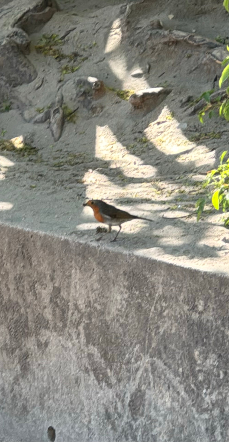 rouge-gorge — Bild 2