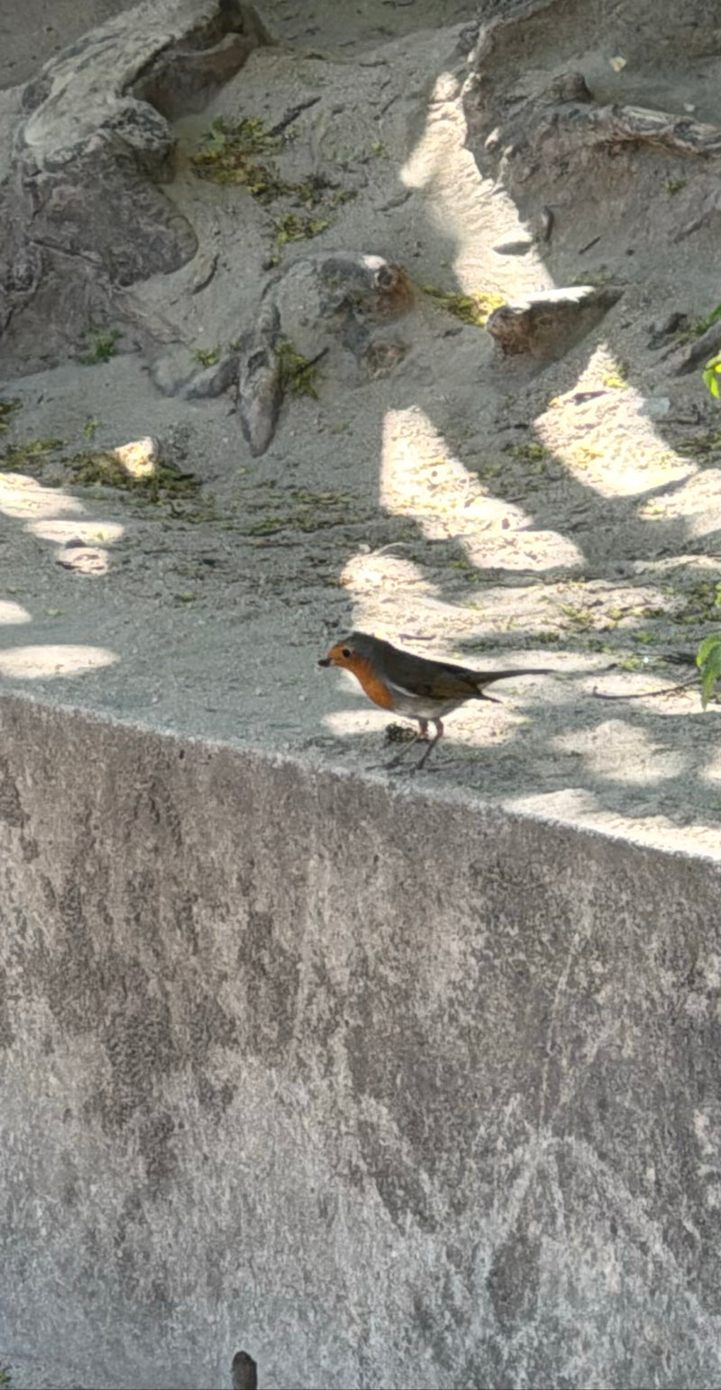 rouge-gorge — Bild 1