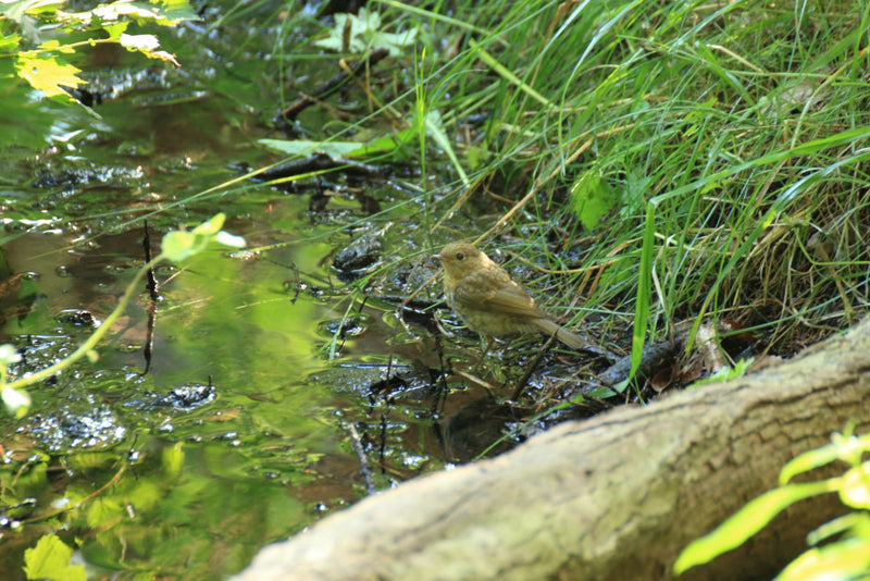 Un jeune rouge-gorge familier se tient sur la berge boueuse d'un cours d'eau. Des herbes vertes poussent à l'arrière-plan.