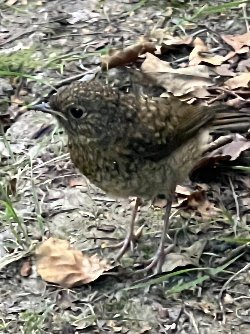 Un jeune rouge-gorge familier se tient sur un sol de feuilles et de terre. L'oiseau juvénile est facilement reconnaissable à son plumage tacheté.
