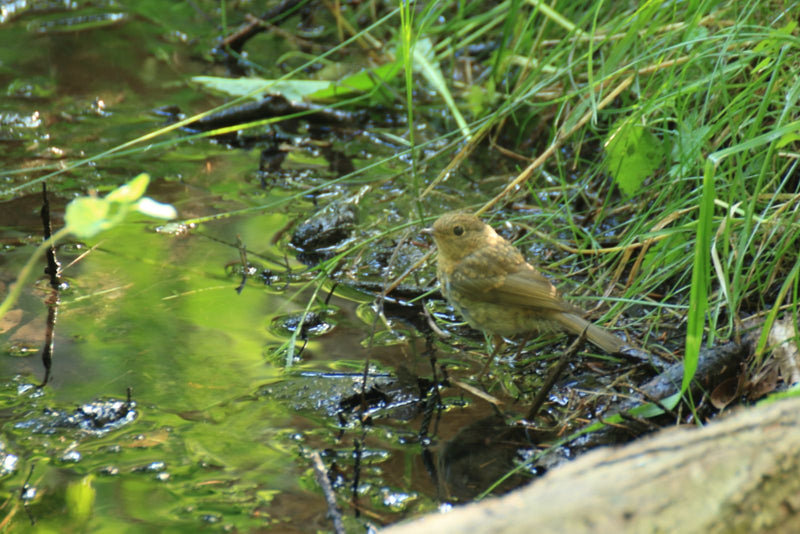 Un jeune rouge-gorge familier se tient au bord d'une eau peu profonde dans l'herbe dense. L'oiseau présente le plumage typique d'un jeune.