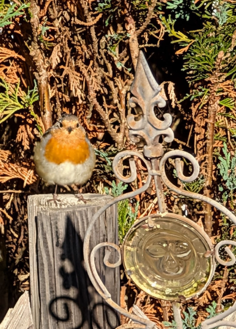Un rouge-gorge est assis sur un piquet en bois devant une haie dense. Il regarde droit devant lui.