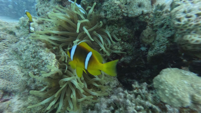 Rotmeer-Anemonenfisch — photo 1 sur 1