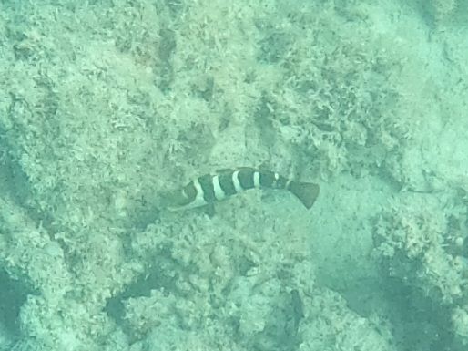 Gobie de la mer Rouge — Bild 1