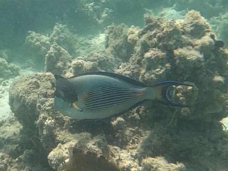 Poisson chirurgien de la mer Rouge — Bild 1