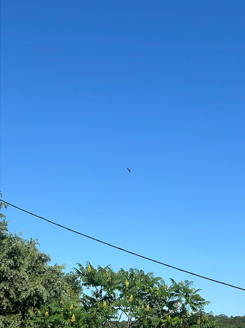 Un milan royal vole haut dans le ciel bleu. L'animal n'est visible que comme une petite silhouette.