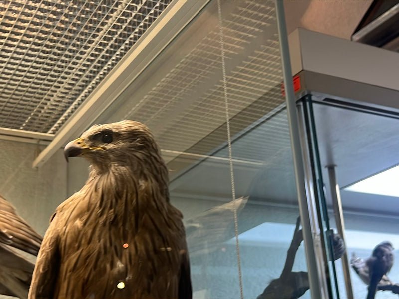 On peut voir un spécimen naturalisé de milan royal dans une vitrine d'exposition. La tête et la poitrine de l'oiseau sont nettement visibles de profil.