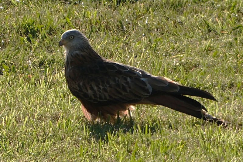 Un milan royal se tient dans l'herbe verte d'une prairie. L'animal est représenté de profil et est bien visible.