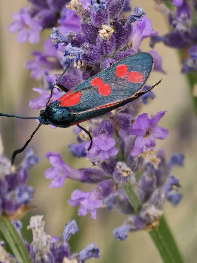 Bélier noir à nuque rouge — photo 4 sur 6