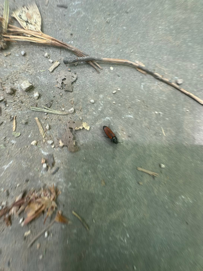 Coléoptère mou à dos rouge — Bild 2