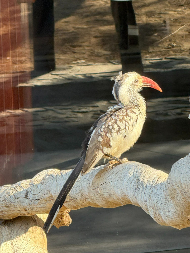 Un calao à bec rouge est perché de profil sur une grosse branche claire. Son bec rouge caractéristique et son plumage tacheté sont bien visibles.