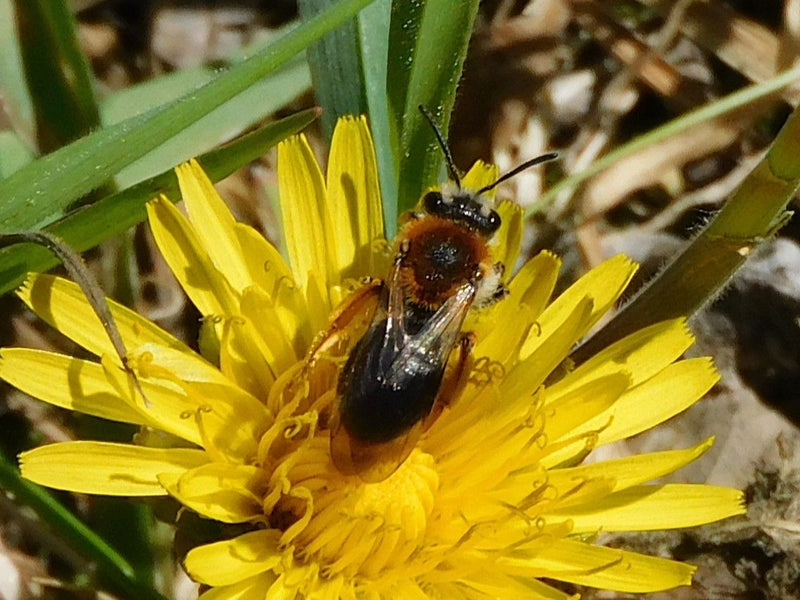 Abeille des sables à tête rouge — Bild 1