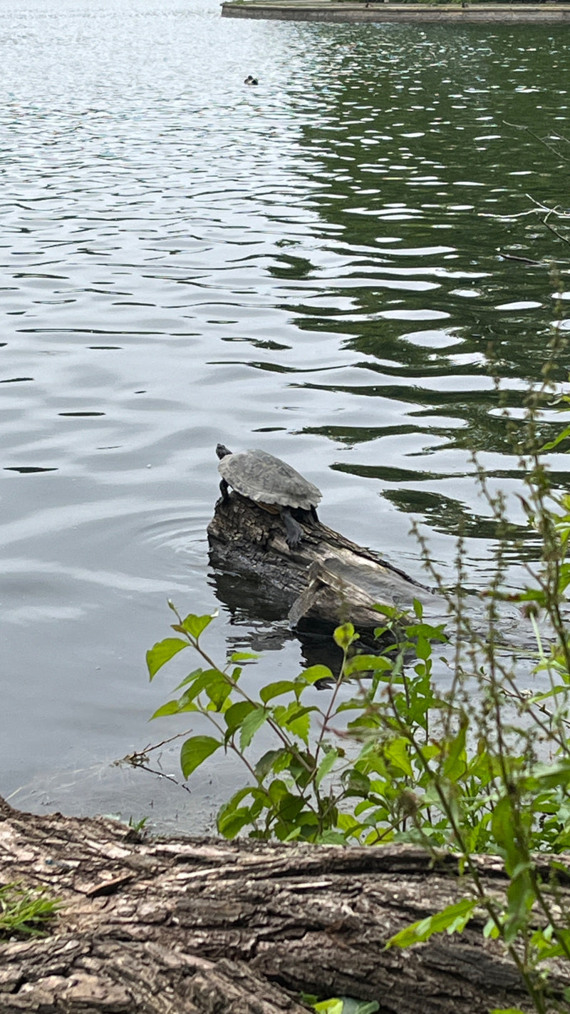 Tortue à oreilles rouges — Bild 1