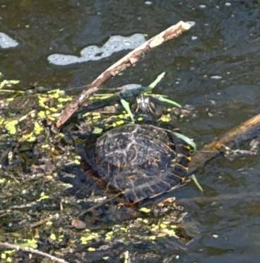 Tortue à oreilles rouges — Bild 1