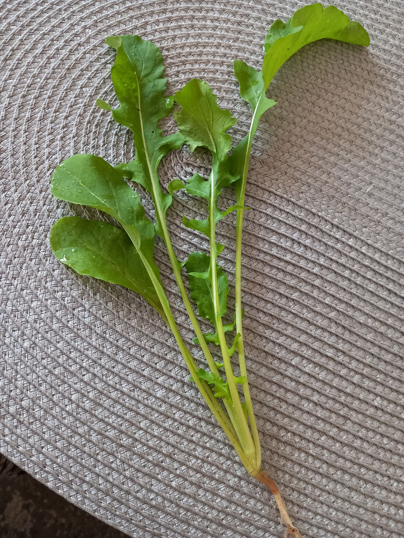 On peut voir une plante de roquette fraîche avec des feuilles vertes caractéristiques et de longues tiges. Elle repose sur une surface texturée.