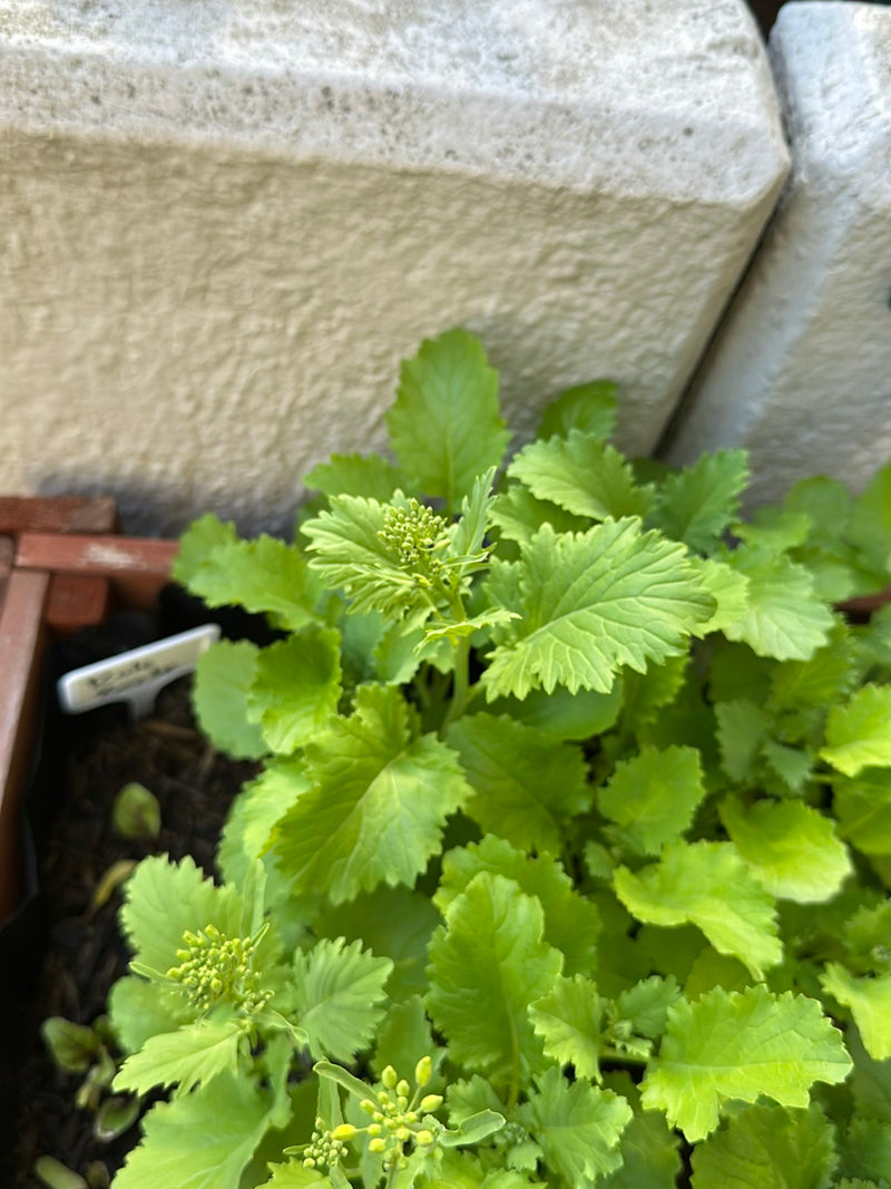 Roquette — Bild 3