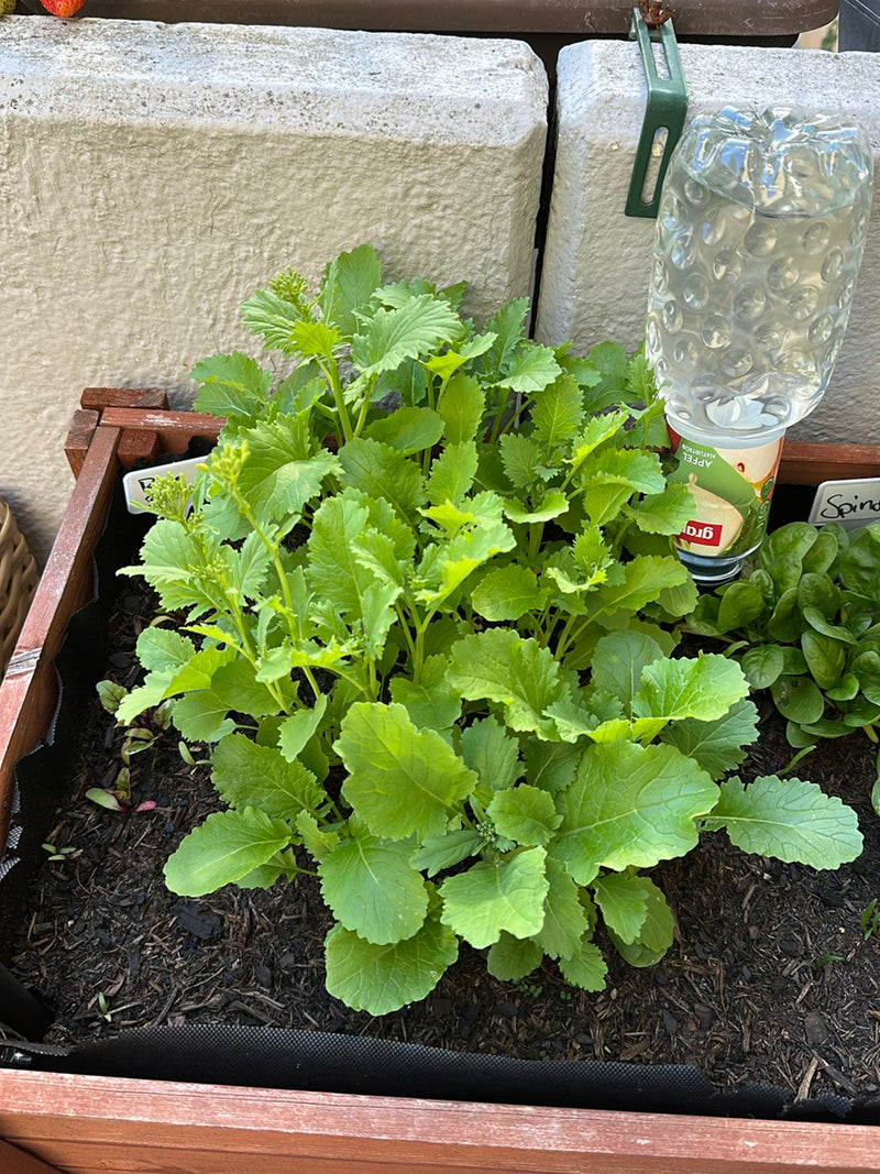 Roquette — Bild 1