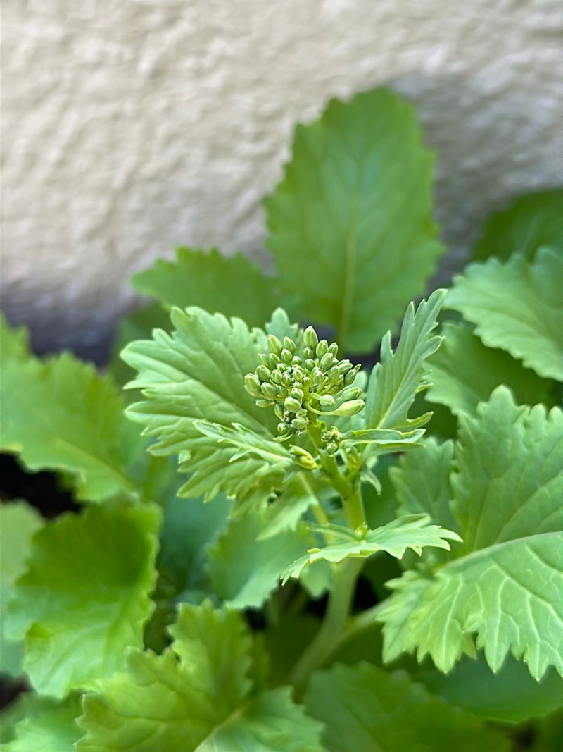 Roquette — Bild 4