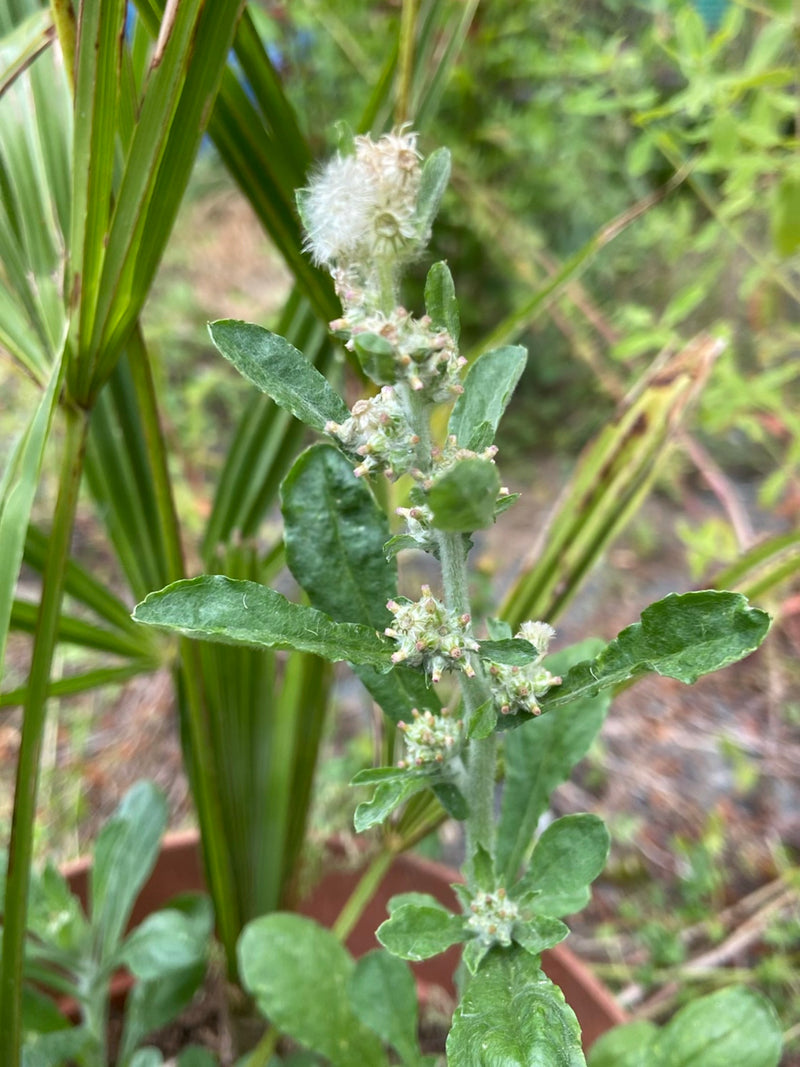 Ruhrwort (genre) — Bild 1