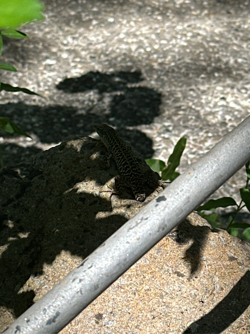 Ruineneidechse — photo 2 sur 3