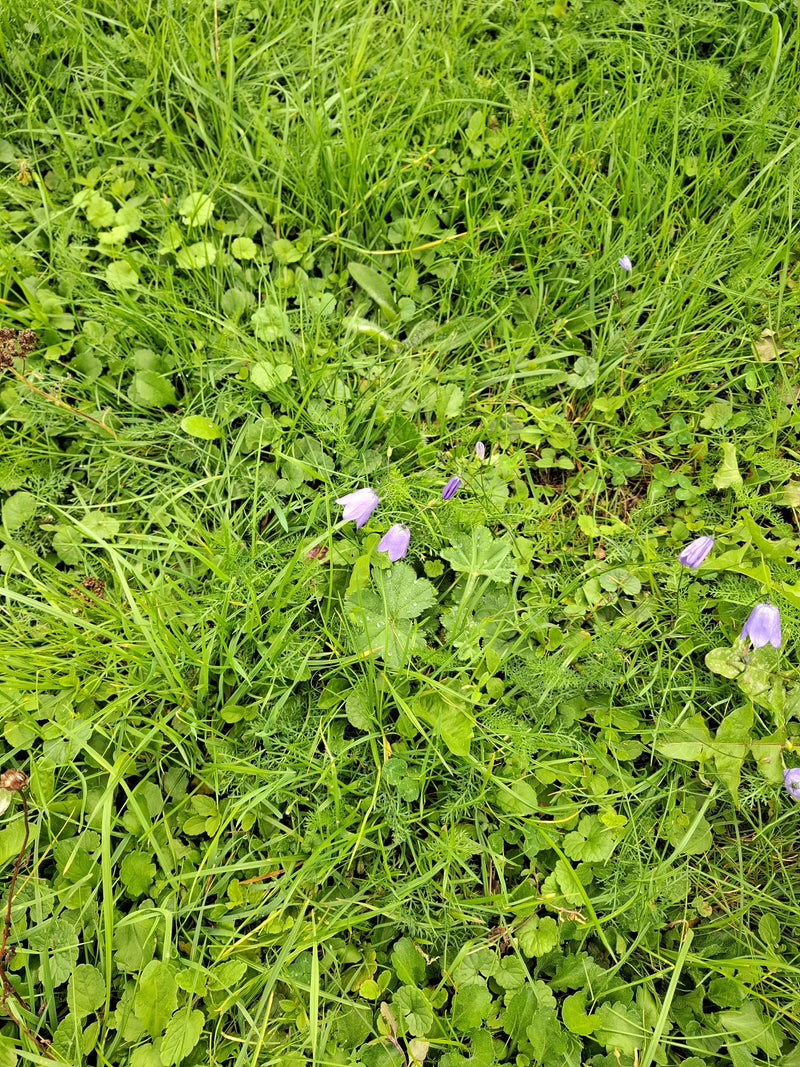 De délicates fleurs de campanule violettes émergent d'une prairie dense d'herbes vertes et de basses herbes. La perspective montre les plantes d'en haut dans...