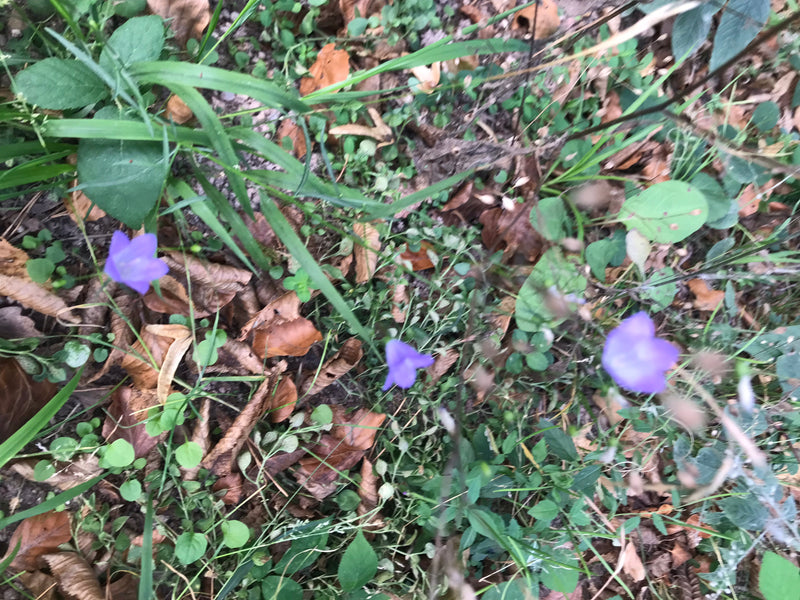 Plusieurs fleurs violettes de campanule à feuilles rondes poussent et fleurissent sur le sol forestier parmi les feuilles et l'herbe.