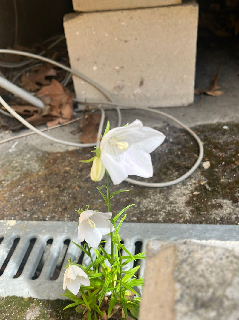 Campanule à feuilles rondes — Bild 1