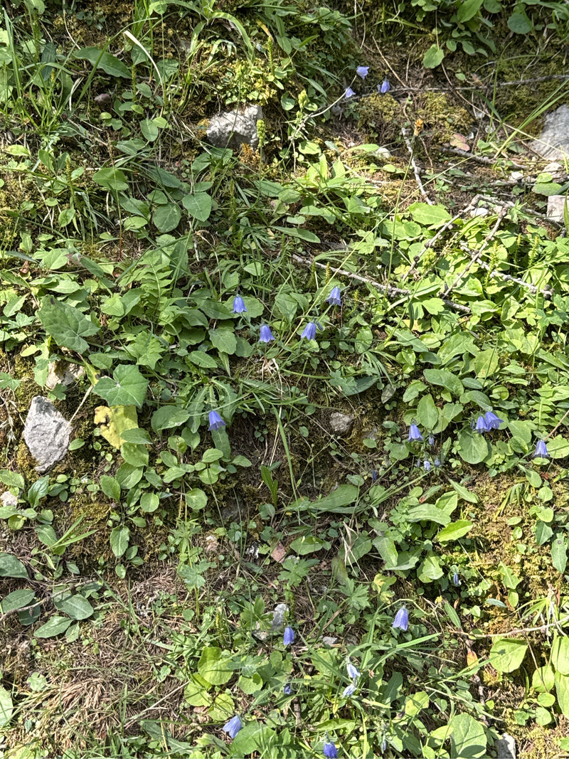 Plusieurs délicates fleurs bleu-violet de la campanule à feuilles rondes poussent dispersées sur un sol végétalisé.