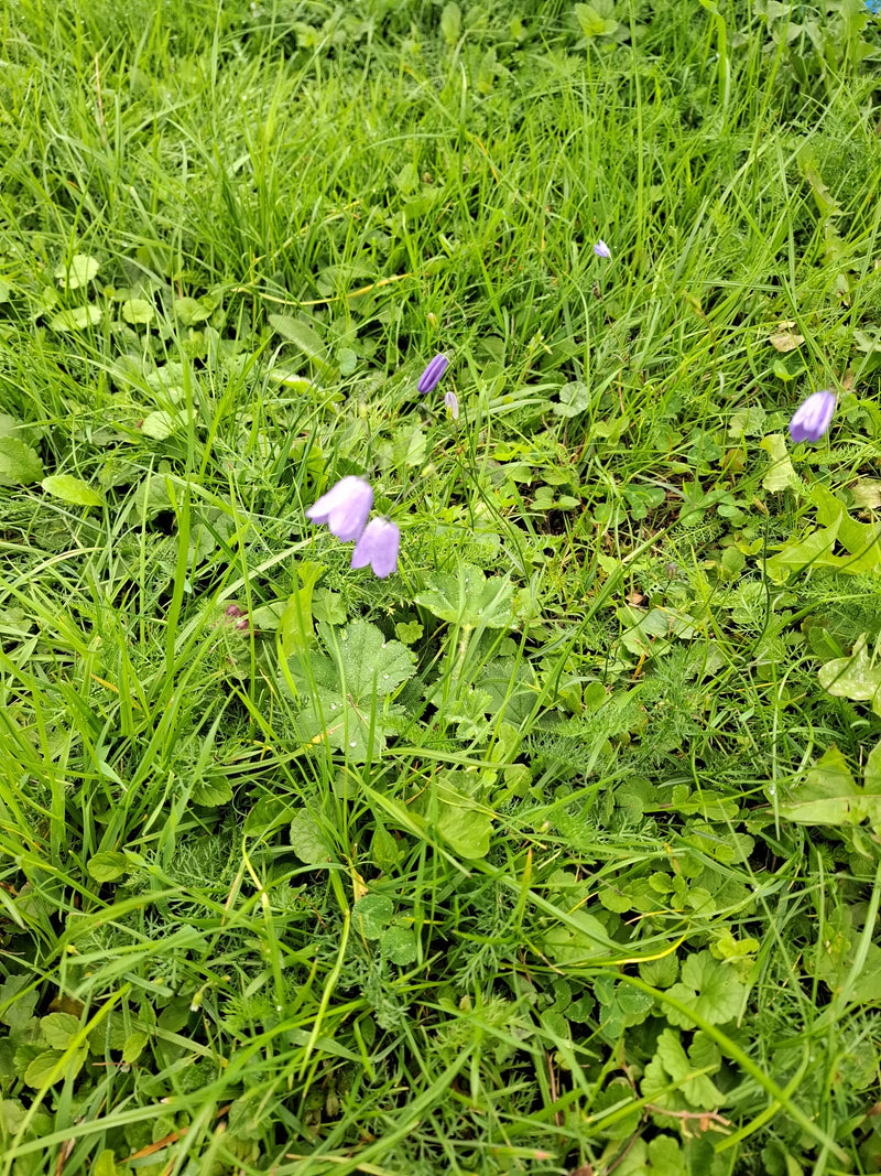 Plusieurs délicates campanules violettes fleurissent dans la prairie parmi les hautes herbes et les herbes sauvages. Les fleurs caractéristiques pendent légè...