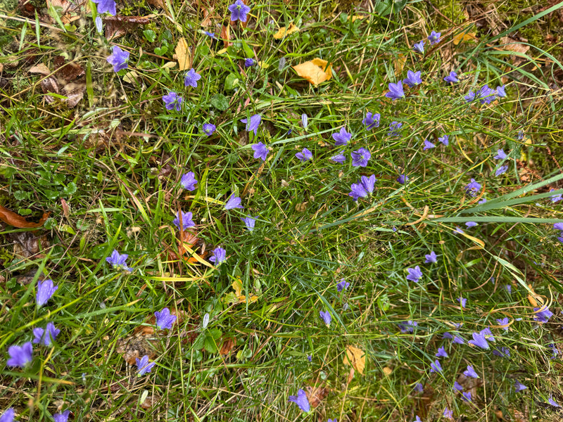 De nombreuses fleurs bleu-violet de la campanule à feuilles rondes poussent au milieu d'une herbe humide parsemée de feuilles mortes.