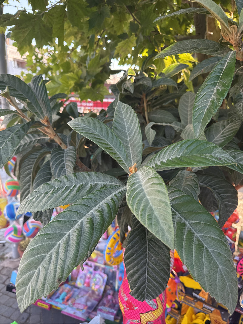 L'image montre les feuilles typiques profondément ridées d'une viorne rhytidophylle. La plante se trouve dans un environnement urbain.