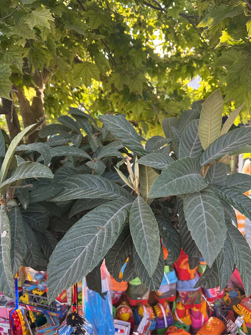 On y voit le viorne ritidophylle avec ses feuilles caractéristiques, fortement veinées et vert foncé.