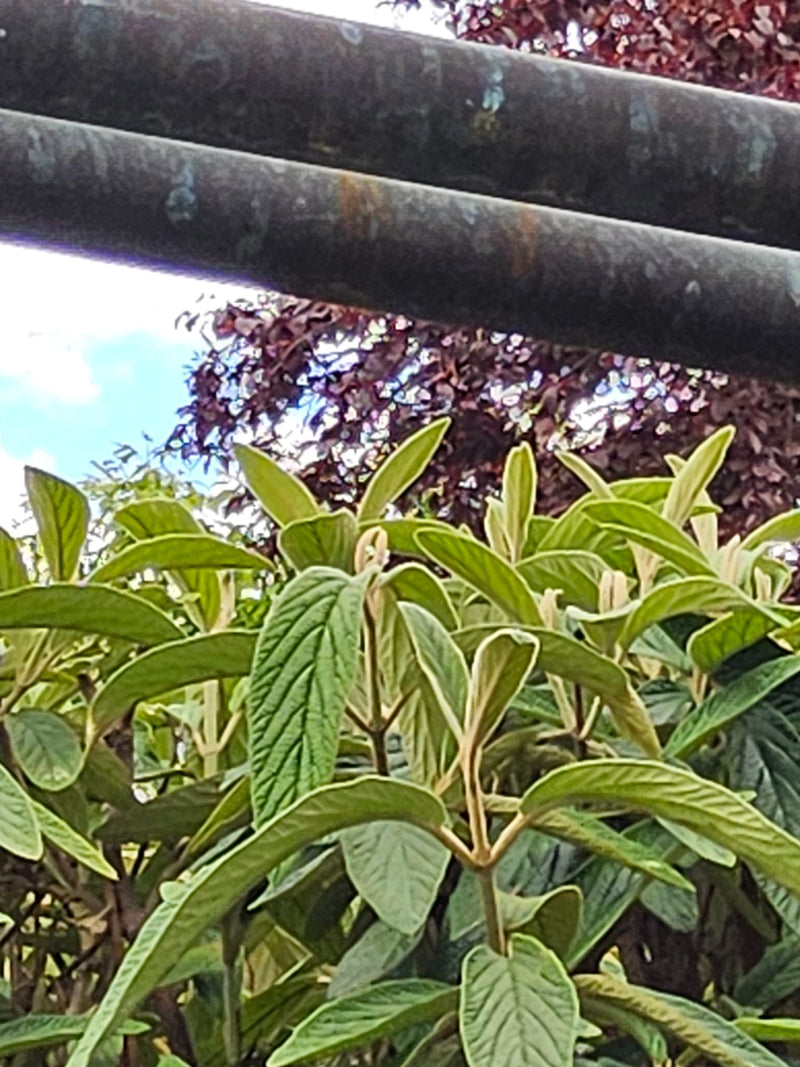 On aperçoit un arbrisseau aux feuilles allongées et caractéristiquement ridées. La photo montre la plante verte par en bas sur un fond de barres métalliques ...