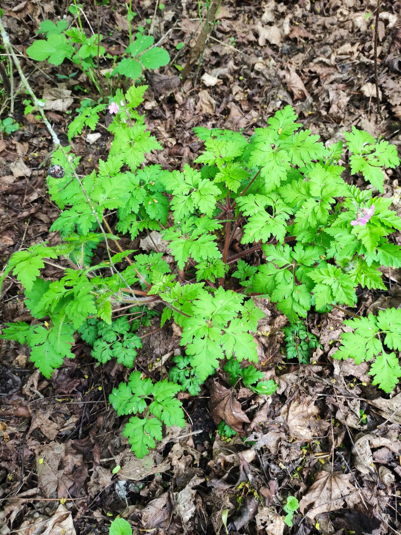 Géranium sanguin — Bild 1