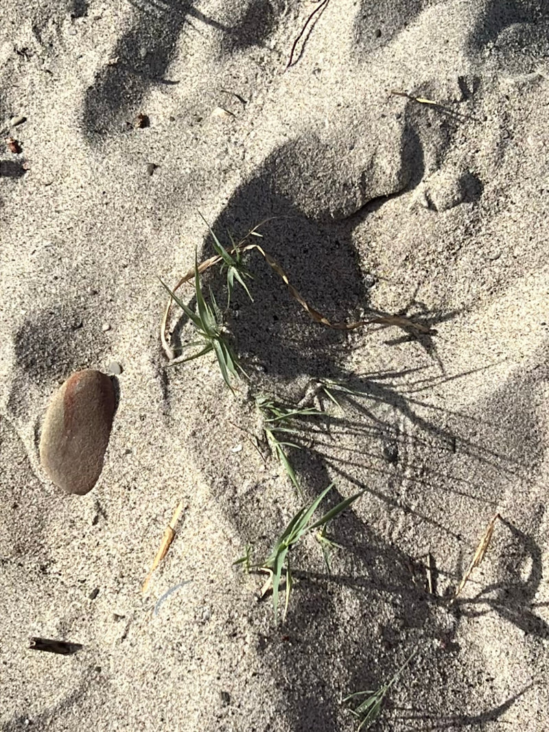 herbes douces — Bild 1