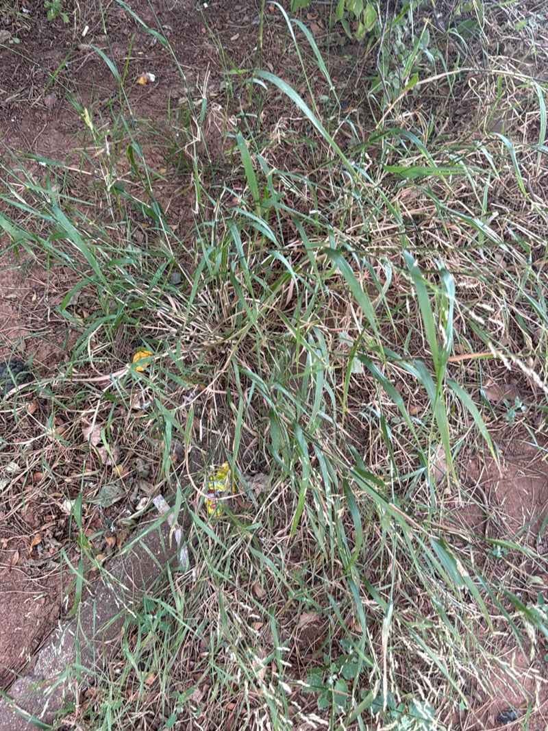 herbes douces — photo 3 sur 12