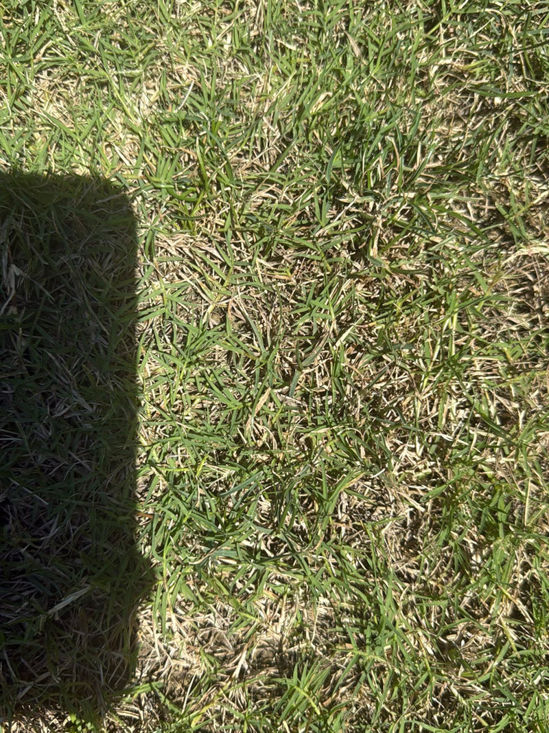 herbes douces — photo 1 sur 12
