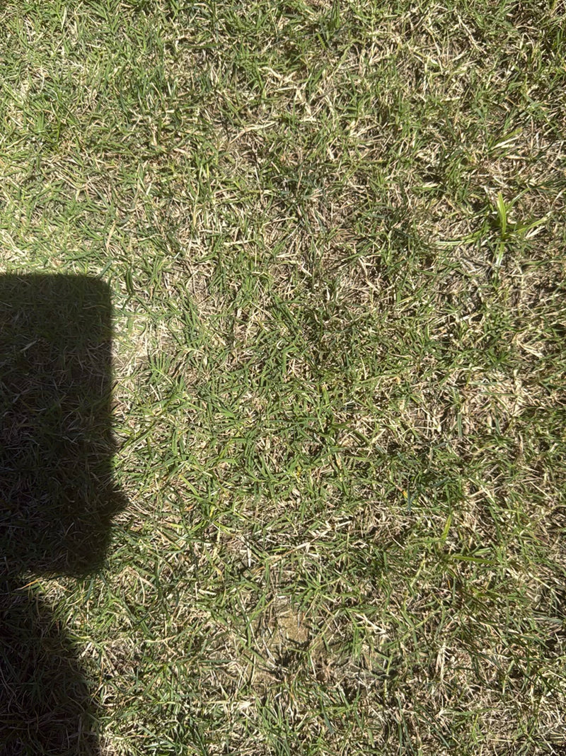 herbes douces — photo 2 sur 12