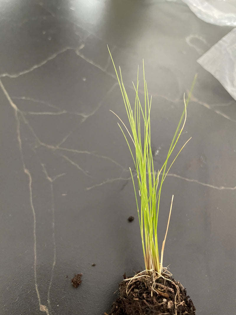 herbes douces — Bild 3