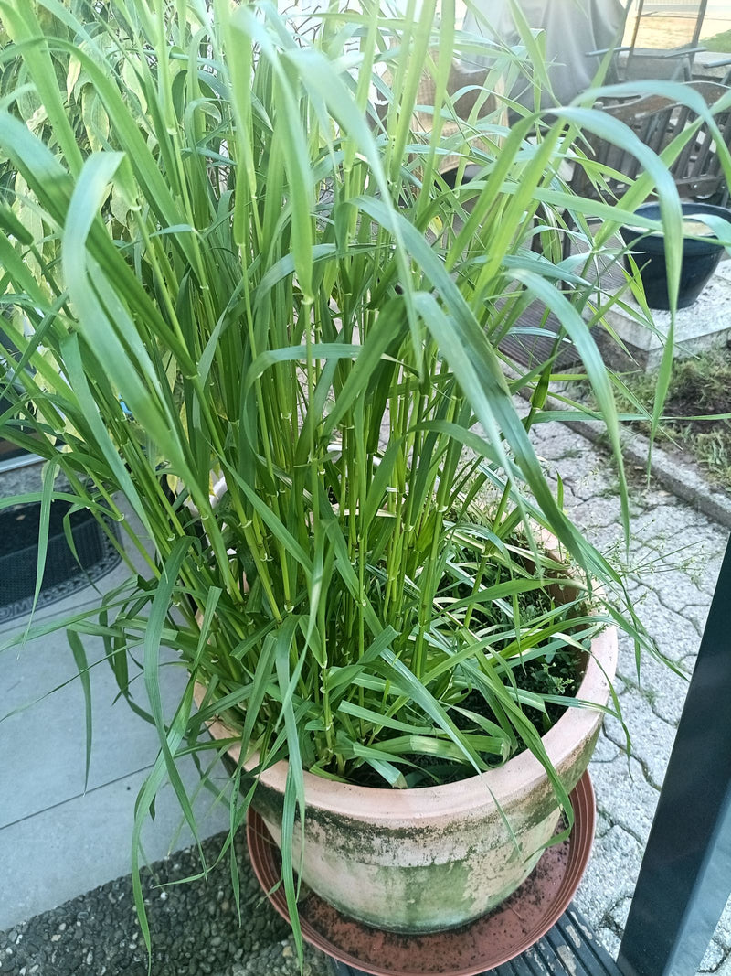 herbes douces — Bild 2